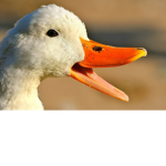 Oregeon Ducks Football Team