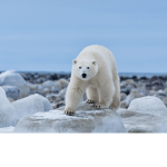 The icebear group