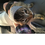 The cats and kittys