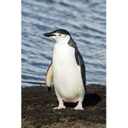 Penguin Museum