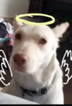 R.I.P Angel the dog