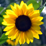 Flower Power.
