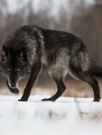 The Thunder Wolf Pack :)