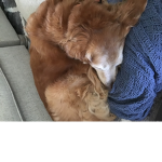 Puppy’s only club