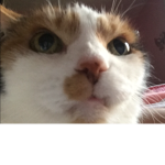 Carmella’s crazy cat group