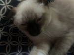 Catnap_c23 friends