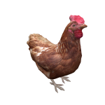 Brown Chicken on head