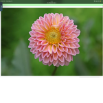 -The Dahlias-