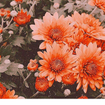 DreamyAesthetics