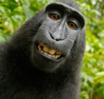 Steezy Monkeyz