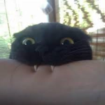 CATBITE