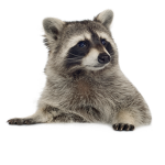 s o n i c fans
