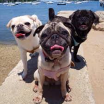 The Pug Squad community