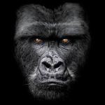 DS | APE GANG