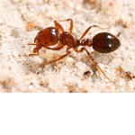 The Fire Ant Nation