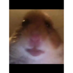 Hamstersforlifex