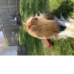 My lil puppy’s