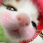 ダミット