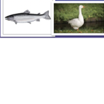 Salmon and Goose