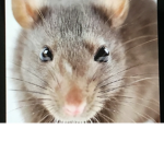 Rat lords