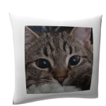 Pillow With Cute Kitten