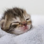Grupito de Gatitos XD
