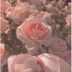 {~Rose Petals~}