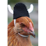 The Chicken WARRIORS!!!!!