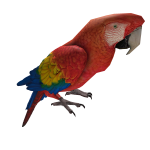 Cute Parrot 💙💚❤️💛 Pirate Ara Funny Animal