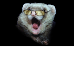 ferret life