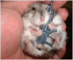 Hammy studio