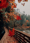 *+ fall leaves +*
