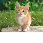 Epic Kitty Cat aka [EKC]