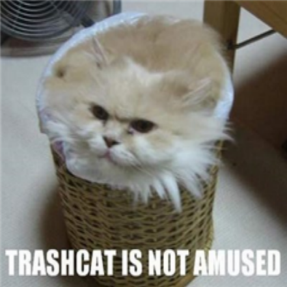 funny cat Roblox decal