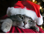 Christmas Kitten Clothing