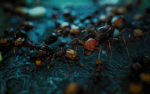 Formica Fusca Ant Colony