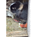 Iris’ Bunny group