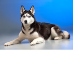 husky towers