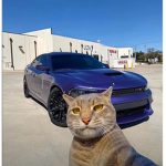 pop_cat family