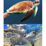 ~-Turtle Club~-