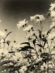 Gardening Club | LHS