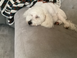 Imadoggy