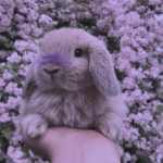 My Official Bunnys!