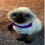 Cat.Meow