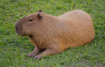 the super mega capybaras