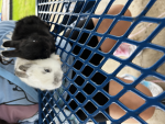 Snow ball and charcoal bunny