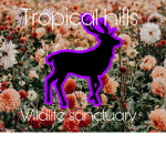 Tropical Equine Developers
