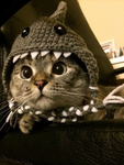 cats are the best pls join
