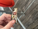 Taylor's weirdcore group!