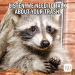 teh Raccoon empire